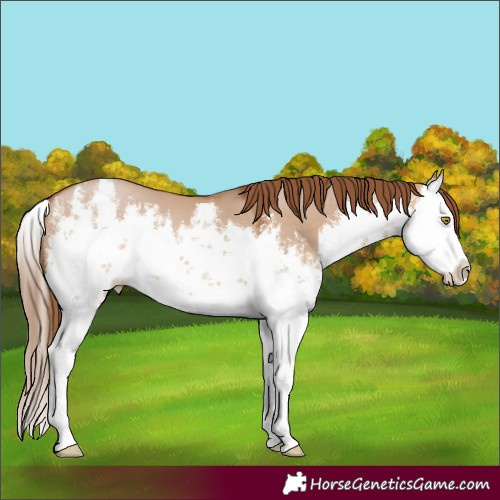 Horse Color:White Spotted Brown Pearl Dun Splash 
