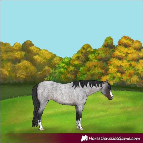Horse Color:Brown Roan 
