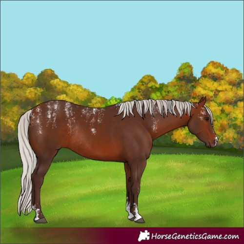 Horse Color:Powder White Silver Bay Rabicano 