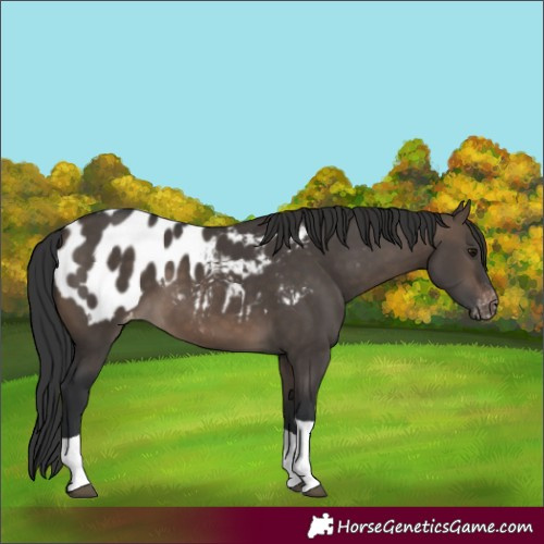 Horse Color:Brown Dun Tobiano Appaloosa 