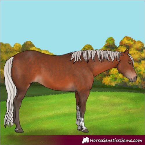Horse Color:White Spotted Silver Brown Tobiano