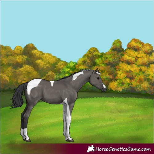 Horse Color:Grullo Tobiano 