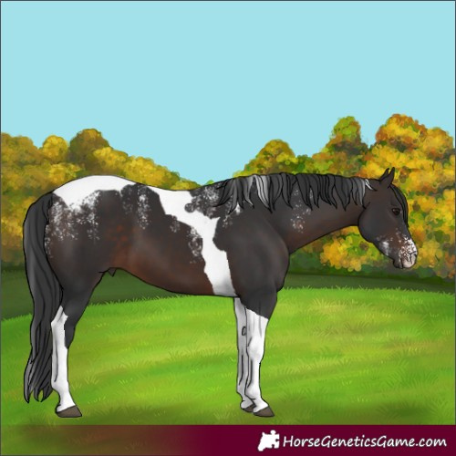 Horse Color:Powder White Brown Tobiano 