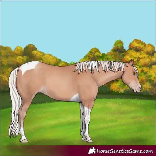Horse Color:Silver Sable Champagne Tobiano 