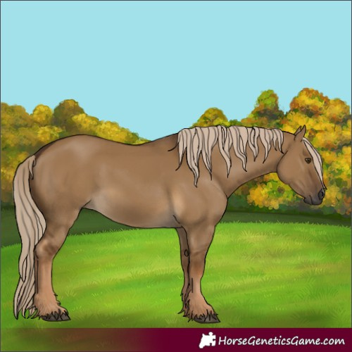 Horse Color:Gray Chocolate Palomino Dun 