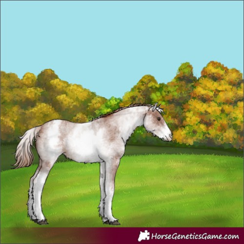 Horse Color:White Spotted Chestnut Sabino 