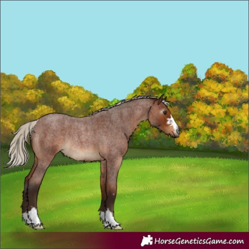 Horse Color:Gray Silver Bay Roan Rabicano 