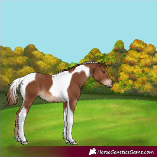 Horse Color:Chestnut Tobiano