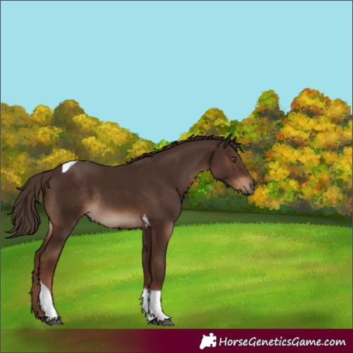 Horse Color:Liver Chestnut Tobiano Rabicano 