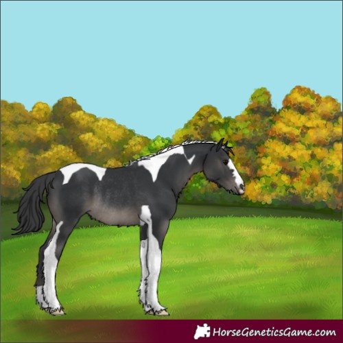Horse Color:Black Tobiano Rabicano 