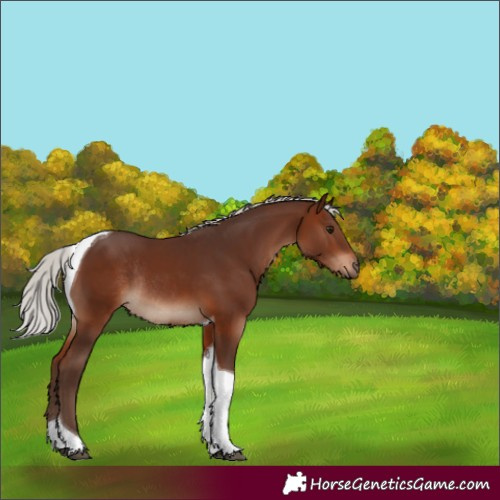 Horse Color:Silver Bay Tobiano Rabicano