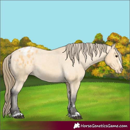Horse Color:Buckskin Appaloosa 