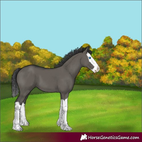 Horse Color:Grullo Splash 