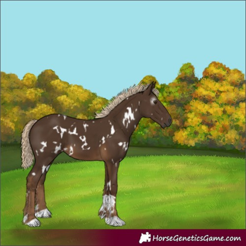 Horse Color:Gray White Spotted Chocolate Palomino