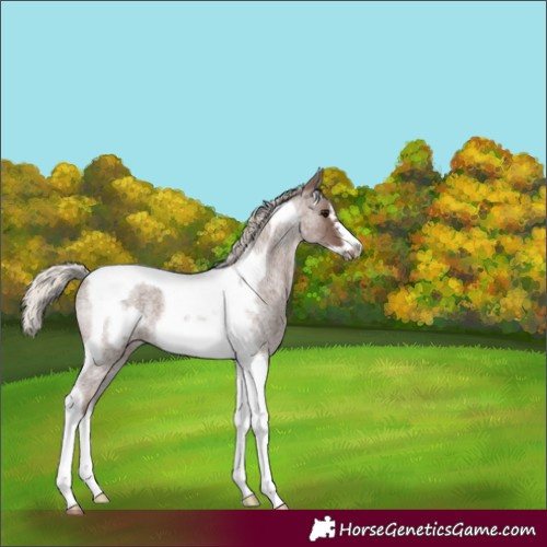 Horse Color:Silver Blue Roan Tobiano Frame 