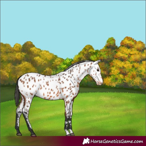 Horse Color:Bay Appaloosa