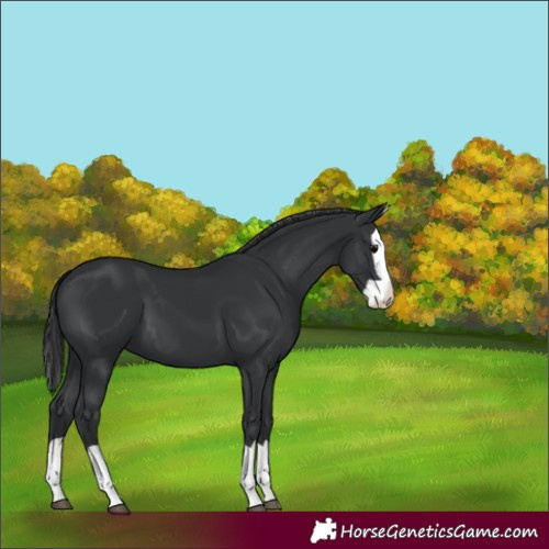 Horse Color:Black Splash