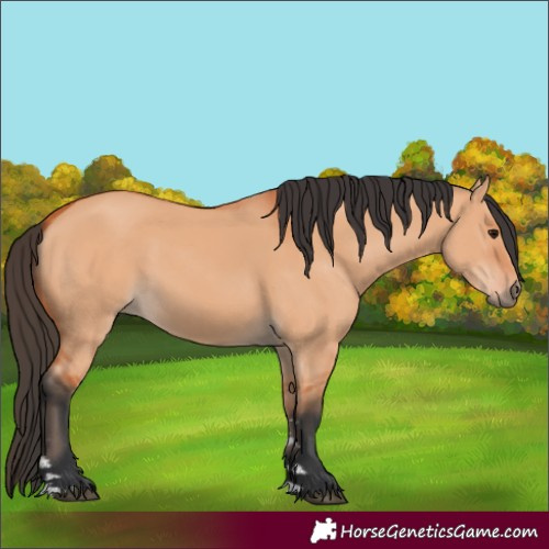 Horse Color:Bay Dun