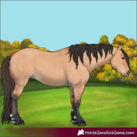 Horse Color:Bay Dun