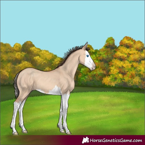 Horse Color:Amber Champagne Dun Splash