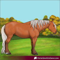 Horse Color:Silver Bay 
