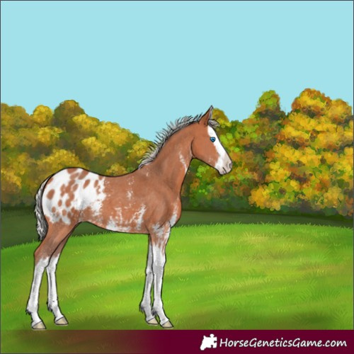Horse Color:Silver Bay Sabino Splash Appaloosa 