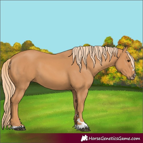 Horse Color:Chestnut 