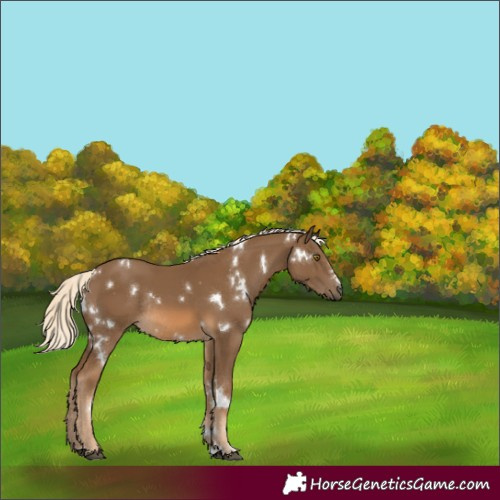 Horse Color:White Spotted Chocolate Palomino Rabicano 