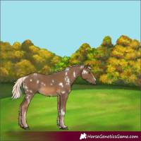 Horse Color:White Spotted Chocolate Palomino Rabicano 