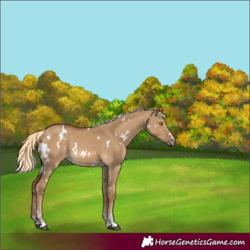 Horse Color:White Spotted Chocolate Palomino Dun Rabicano 