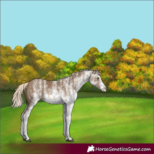Horse Color:White Spotted Chocolate Palomino Rabicano