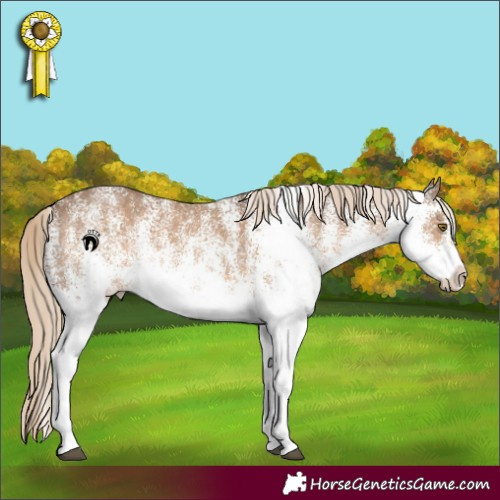Horse Color:White Spotted Chocolate Palomino
