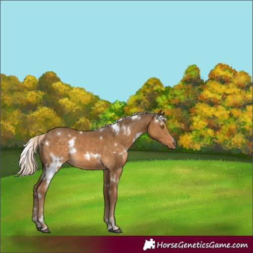 Horse Color:White Spotted Chocolate Palomino Rabicano