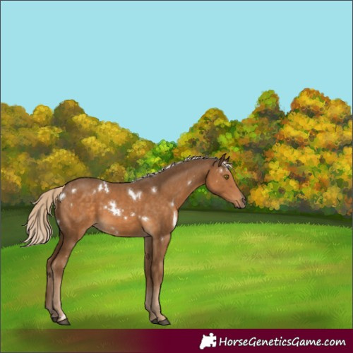 Horse Color:White Spotted Chocolate Palomino Rabicano 