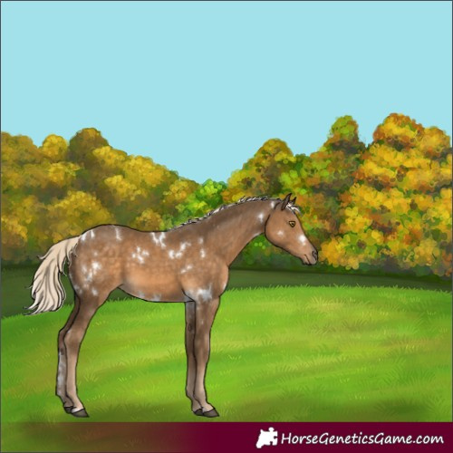 Horse Color:White Spotted Chocolate Palomino
