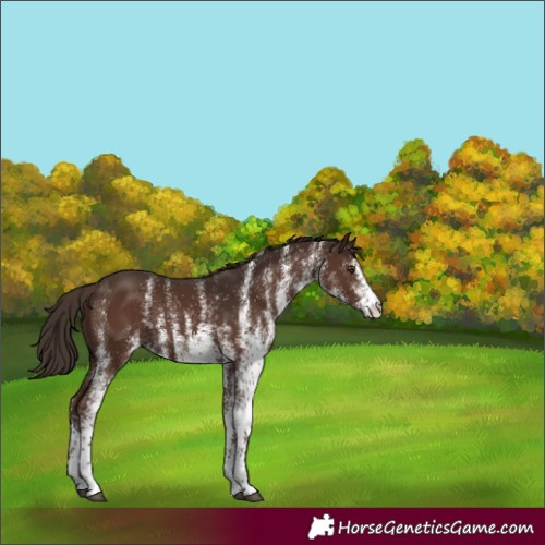 Horse Color:White Spotted Liver Chestnut Rabicano 
