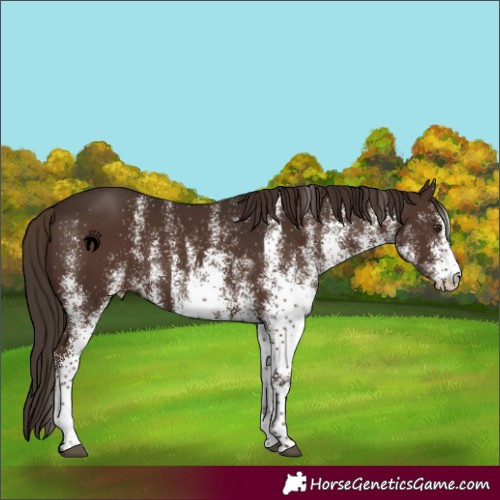 Horse Color:White Spotted Liver Chestnut Rabicano 