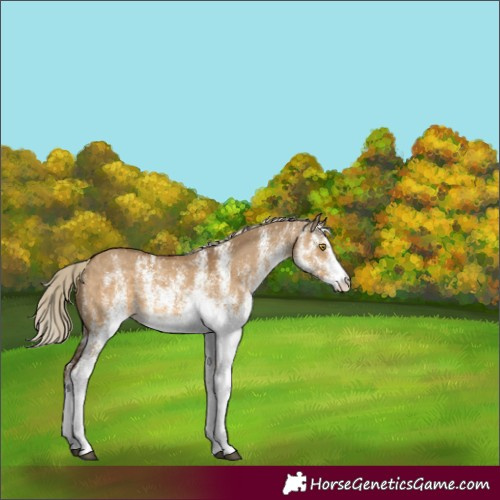 Horse Color:White Spotted Chocolate Palomino Dun 
