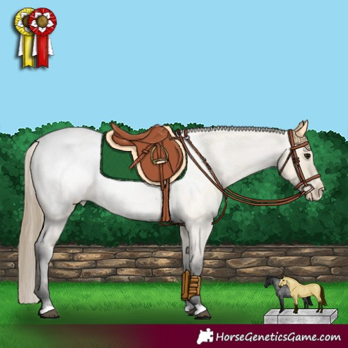 Horse Color:Buckskin Roan Appaloosa 