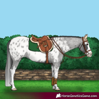 Horse Color:Blue Roan Splash Near Leopard 