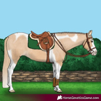 Horse Color:Chestnut Splash Tobiano Appaloosa 