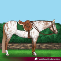 Horse Color:Gray Chestnut Near Leopard 