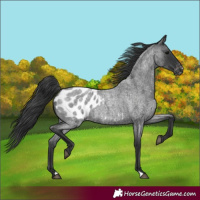 Horse Color:Blue Roan Appaloosa 