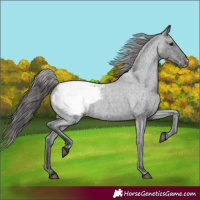 Horse Color:Blue Roan Appaloosa 