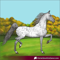 Horse Color:Blue Roan Near Leopard 
