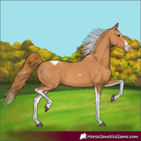 Horse Color:Chestnut Splash Tobiano Rabicano 
