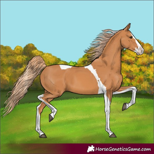Horse Color:Chestnut Splash Tobiano