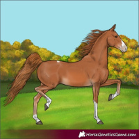 Horse Color:Chestnut Splash Tobiano 