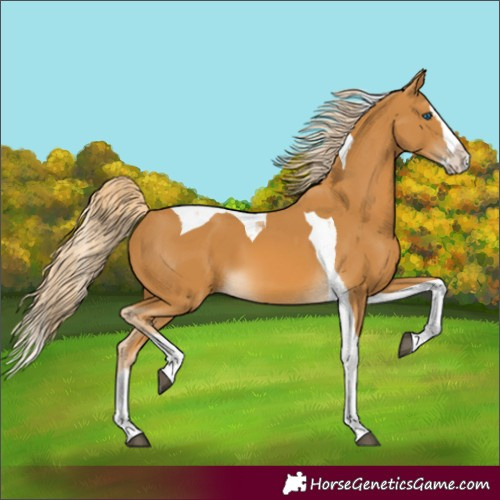 Horse Color:Palomino Splash Tobiano 