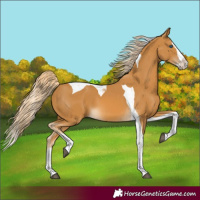 Horse Color:Palomino Splash Tobiano 